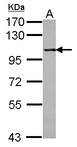 PPP4R1 / PP4R1 Antibody - Sample (30 ug of whole cell lysate) A: U87-MG 7.5% SDS PAGE PPP4R1 antibody diluted at 1:1000