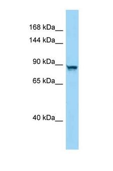 PPP4R4 Antibody - PPP4R4 antibody Western blot of Mouse Liver lysate. Antibody concentration 1 ug/ml.  This image was taken for the unconjugated form of this product. Other forms have not been tested.