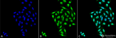 PPP5C Antibody - Immunocytochemistry/Immunofluorescence analysis using Mouse Anti-PP5 Monoclonal Antibody, Clone 12F7. Tissue: Cervical cancer cell line (HeLa). Species: Human. Fixation: 4% Formaldehyde for 15 min at RT. Primary Antibody: Mouse Anti-PP5 Monoclonal Antibody  at 1:100 for 60 min at RT. Secondary Antibody: Goat Anti-Mouse ATTO 488 at 1:100 for 60 min at RT. Counterstain: DAPI (blue) nuclear stain at 1:5000 for 5 min RT. Localization: Nucleus, Cytoplasm. Magnification: 40X.