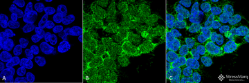 PPP5C Antibody - Immunocytochemistry/Immunofluorescence analysis using Mouse Anti-PP5 Monoclonal Antibody, Clone 12F7. Tissue: Embryonic kidney epithelial cell line (HEK293). Species: Human. Fixation: 2% Formaldehyde for 20 min at RT. Primary Antibody: Mouse Anti-PP5 Monoclonal Antibody  at 1:50 for 1 hour at RT. Secondary Antibody: Alexa Fluor 488 Goat Anti-Mouse (green) at 1:100 for 1 hour at RT. Counterstain: DAPI (blue) nuclear stain. Magnification: 63x.