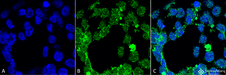 PPP5C Antibody - Immunocytochemistry/Immunofluorescence analysis using Mouse Anti-PP5 Monoclonal Antibody, Clone 2E11. Tissue: Embryonic kidney epithelial cell line (HEK293). Species: Human. Fixation: 2% Formaldehyde for 20 min at RT. Primary Antibody: Mouse Anti-PP5 Monoclonal Antibody  at 1:50 for 1 hour at RT. Secondary Antibody: Alexa Fluor 488 Goat Anti-Mouse (green) at 1:100 for 1 hour at RT. Counterstain: DAPI (blue) nuclear stain. Magnification: 63x.