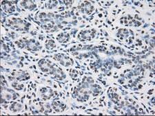 PPP5C Antibody - IHC of paraffin-embedded breast tissue using anti-PPP5C mouse monoclonal antibody. (Dilution 1:50).