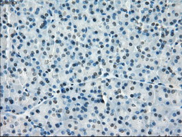 PPP5C Antibody - Immunohistochemical staining of paraffin-embedded Human pancreas tissue using anti-PPP5C mouse monoclonal antibody.