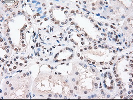 PPP5C Antibody - Immunohistochemical staining of paraffin-embedded Kidney tissue using anti-PPP5C mouse monoclonal antibody. (Dilution 1:50).