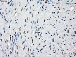 PPP5C Antibody - Immunohistochemical staining of paraffin-embedded prostate tissue using anti-PPP5C mouse monoclonal antibody. (Dilution 1:50).