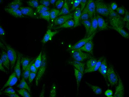 PPP5C Antibody - Immunofluorescent staining of HeLa cells using anti-PPP5C mouse monoclonal antibody.