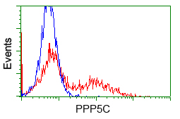 PPP5C Antibody - HEK293T cells transfected with either pCMV6-ENTRY PPP5C (Red) or empty vector control plasmid (Blue) were immunostained with anti-PPP5C mouse monoclonal(Dilution 1:1,000), and then analyzed by flow cytometry.