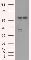 PPP5C Antibody - HEK293T cells were transfected with the pCMV6-ENTRY control (Left lane) or pCMV6-ENTRY PPP5C (Right lane) cDNA for 48 hrs and lysed. Equivalent amounts of cell lysates (5 ug per lane) were separated by SDS-PAGE and immunoblotted with anti-PPP5C.