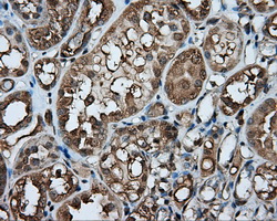PPP5C Antibody - Immunohistochemical staining of paraffin-embedded Kidney tissue using anti-PPP5C mouse monoclonal antibody. (Dilution 1:50).