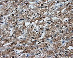 PPP5C Antibody - Immunohistochemical staining of paraffin-embedded liver tissue using anti-PPP5C mouse monoclonal antibody. (Dilution 1:50).