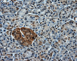 PPP5C Antibody - Immunohistochemical staining of paraffin-embedded pancreas tissue using anti-PPP5C mouse monoclonal antibody. (Dilution 1:50).