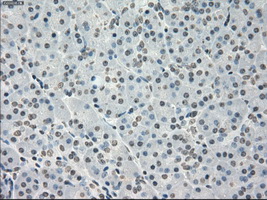 PPP5C Antibody - Immunohistochemical staining of paraffin-embedded pancreas tissue using anti-PPP5C mouse monoclonal antibody. (Dilution 1:50).