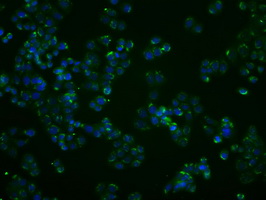 PPP5C Antibody - Immunofluorescent staining of HT29 cells using anti-PPP5C mouse monoclonal antibody.