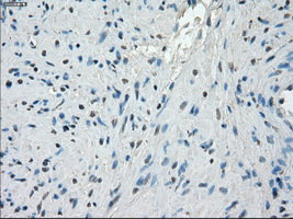 PPP5C Antibody - IHC of paraffin-embedded prostate tissue using anti-PPP5C mouse monoclonal antibody. (Dilution 1:50).