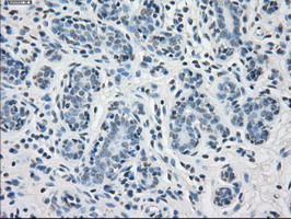 PPP5C Antibody - IHC of paraffin-embedded breast tissue using anti-PPP5C mouse monoclonal antibody. (Dilution 1:50).