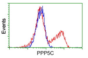 PPP5C Antibody - HEK293T cells transfected with either overexpress plasmid (Red) or empty vector control plasmid (Blue) were immunostained by anti-PPP5C antibody, and then analyzed by flow cytometry.