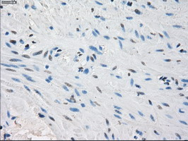 PPP5C Antibody - IHC of paraffin-embedded colon tissue using anti-PPP5C mouse monoclonal antibody. (Dilution 1:50).