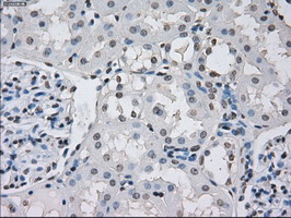 PPP5C Antibody - IHC of paraffin-embedded Kidney tissue using anti-PPP5C mouse monoclonal antibody. (Dilution 1:50).