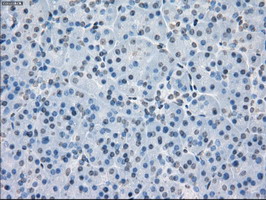 PPP5C Antibody - IHC of paraffin-embedded pancreas tissue using anti-PPP5C mouse monoclonal antibody. (Dilution 1:50).