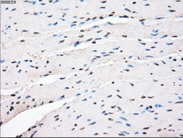 PPP5C Antibody - IHC of paraffin-embedded colon tissue using anti-PPP5C mouse monoclonal antibody. (Dilution 1:50).