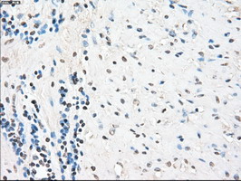 PPP5C Antibody - IHC of paraffin-embedded prostate tissue using anti-PPP5C mouse monoclonal antibody. (Dilution 1:50).