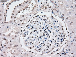 PPP5C Antibody - IHC of paraffin-embedded Kidney tissue using anti-PPP5C mouse monoclonal antibody. (Dilution 1:50).