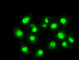 PPP5C Antibody - Anti-PPP5C mouse monoclonal antibody  immunofluorescent staining of COS7 cells transiently transfected by pCMV6-ENTRY PPP5C.
