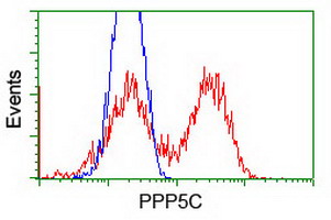 PPP5C Antibody - HEK293T cells transfected with either pCMV6-ENTRY PPP5C (Red) or empty vector control plasmid (Blue) were immunostained with anti-PPP5C mouse monoclonal(Dilution 1:1,000), and then analyzed by flow cytometry.