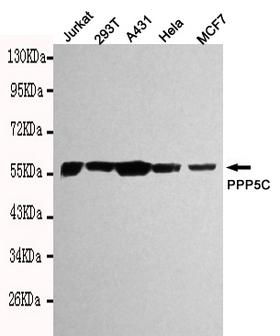 PPP5C Antibody - Western blot detection of PPP5C in Hela.