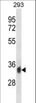 PPP6C Antibody - PPP6C Antibody western blot of 293 cell line lysates (35 ug/lane). The PPP6C antibody detected the PPP6C protein (arrow).
