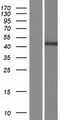 PPP6C Protein - Western validation with an anti-DDK antibody * L: Control HEK293 lysate R: Over-expression lysate