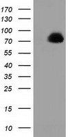 PPWD1 Antibody - HEK293T cells were transfected with the pCMV6-ENTRY control (Left lane) or pCMV6-ENTRY PPWD1 (Right lane) cDNA for 48 hrs and lysed. Equivalent amounts of cell lysates (5 ug per lane) were separated by SDS-PAGE and immunoblotted with anti-PPWD1.