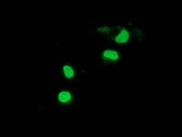 PPWD1 Antibody - Anti-PPWD1 mouse monoclonal antibody  immunofluorescent staining of COS7 cells transiently transfected by pCMV6-ENTRY PPWD1.