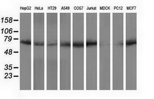 PPWD1 Antibody - Western blot of extracts (35 ug) from 9 different cell lines by using anti-PPWD1 monoclonal antibody.