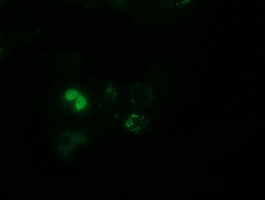 PPWD1 Antibody - Anti-PPWD1 mouse monoclonal antibody  immunofluorescent staining of COS7 cells transiently transfected by pCMV6-ENTRY PPWD1.