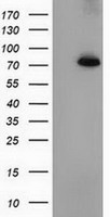 PPWD1 Antibody - HEK293T cells were transfected with the pCMV6-ENTRY control (Left lane) or pCMV6-ENTRY PPWD1 (Right lane) cDNA for 48 hrs and lysed. Equivalent amounts of cell lysates (5 ug per lane) were separated by SDS-PAGE and immunoblotted with anti-PPWD1.
