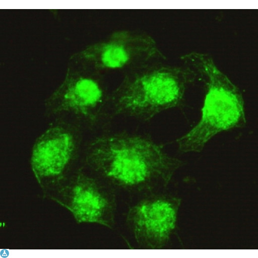 PPX Antibody - Immunofluorescence (IF) analysis of HeLa cells using PPX Monoclonal Antibody.