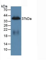 PPY / Pancreatic Polypeptide Antibody - Western Blot; Sample: Recombinant PP, Mouse.