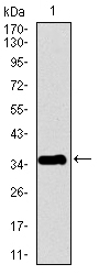 PPY / Pancreatic Polypeptide Antibody - Western blot using PPY monoclonal antibody against human PPY recombinant protein. (Expected MW is 35.9 kDa)