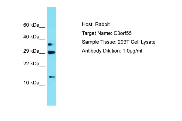 PQLC2L Antibody -  This image was taken for the unconjugated form of this product. Other forms have not been tested.