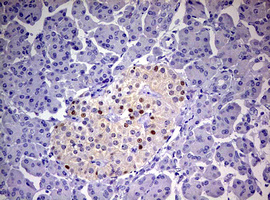 PR / Progesterone Receptor Antibody - IHC of paraffin-embedded Human pancreas tissue using anti-PGR mouse monoclonal antibody. (Heat-induced epitope retrieval by 10mM citric buffer, pH6.0, 120°C for 3min).