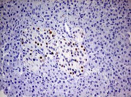 PR / Progesterone Receptor Antibody - IHC of paraffin-embedded Human pancreas tissue using anti-PGR mouse monoclonal antibody. (heat-induced epitope retrieval by 1 mM EDTA in 10mM Tris, pH8.5, 120°C for 3min).