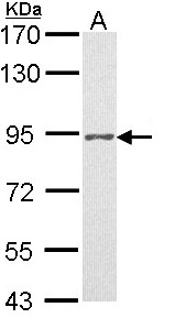 PR / Progesterone Receptor Antibody - Sample (30 ug of whole cell lysate). A: H1299. 7.5% SDS PAGE. PGR / Progesterone Receptor antibody diluted at 1:500.