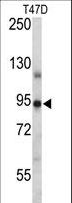 PR / Progesterone Receptor Antibody - PGR/PR Antibody western blot of T47D cell line lysates (35 ug/lane). The PGR/PR antibody detected the PGR/PR protein (arrow).
