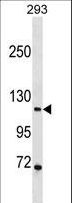 PR / Progesterone Receptor Antibody - PGR/PR Antibody western blot of 293 cell line lysates (35 ug/lane). The PGR/PR antibody detected the PGR/PR protein (arrow).