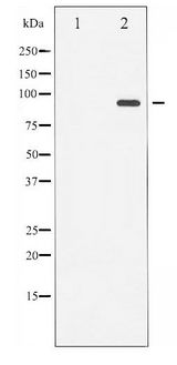 PR / Progesterone Receptor Antibody - Western blot of Progesterone Receptor phosphorylation expression in heatshock treated 293 whole cell lysates,The lane on the left is treated with the antigen-specific peptide.