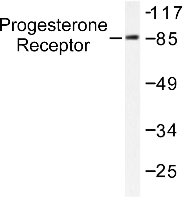 PR / Progesterone Receptor Antibody - Western blot of Progesterone Receptor (V184) pAb in extracts from COS7 treated with EGF.