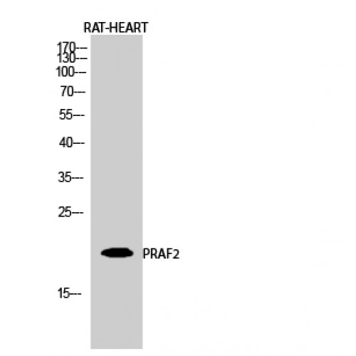 PRAF2 Antibody - Western blot of PRAF2 antibody