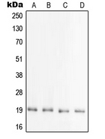 PRAF2 Antibody - Western blot analysis of PRAF2 expression in HEK293T (A); mouse brain (B); rat brain (C); brain (D) whole cell lysates.