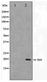 PRAF2 Antibody - Western blot of LOVO cell lysate using JM4 Antibody